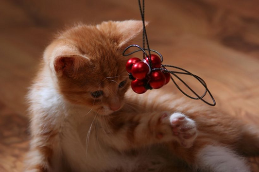 Juguetes caseros para gatos